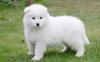 Puppies for sale Finland, Rovaniemi Samoyed dog (Samoyed)