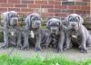 Puppies for sale France, Paris Neapolitan Mastiff
