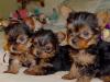 Puppies for sale Spain, Zaragoza Yorkshire Terrier