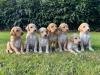 Puppies for sale Netherlands, Maastricht Saluki