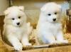 Puppies for sale Denmark, Aalborg Samoyed dog (Samoyed)