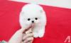 Puppies for sale Cyprus, Paphos Pomeranian Spitz