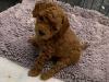 Puppies for sale France, Paris Toy-poodle