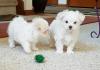Puppies for sale Cyprus, Nicosia Maltese