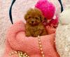 Puppies for sale Germany, Berlin Other breed, Teacup Maltipoo Puppies