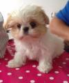 Puppies for sale France, Versailles Shih Tzu