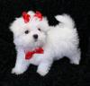Puppies for sale Cyprus, Nicosia Maltese