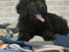 Puppies for sale France, Montpellier Newfoundland