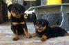 Puppies for sale Germany, Wiesbaden Rottweiler