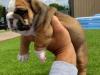 Puppies for sale Germany, Berlin English Bulldog