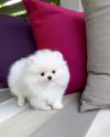 Puppies for sale Germany, Wiesbaden Pomeranian Spitz