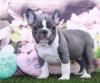 Dogs  free Turkmenistan, Dashoguz French Bulldog