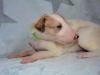 Puppies for sale Cyprus, Nicosia Other breed, Borzoi