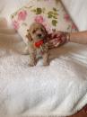 Puppies for sale Netherlands, Amsterdam Toy-poodle