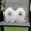 Puppies for sale Germany, Baden-Baden Pomeranian Spitz