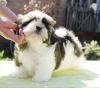 Puppies for sale Czech Republic, Brno Shih Tzu