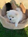 Puppies for sale Netherlands, Hemstede Pomeranian Spitz