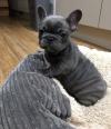 Puppies for sale Cyprus, Limassol French Bulldog
