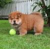 Puppies for sale Finland, Tampere Chow Chow
