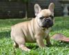 Puppies for sale Netherlands, Bergen aan Zee French Bulldog