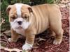 Puppies for sale Germany, Kayzerslauten English Bulldog