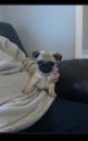 Puppies for sale Cyprus, Larnaca Pug