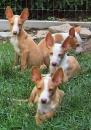 Puppies for sale Poland, Other breed, Ibizan Hound