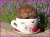 Puppies for sale Sweden, Vesteros Pomeranian Spitz
