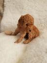 Puppies for sale Sweden, Helsingborg Toy-poodle
