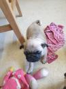 Puppies for sale Estonia, Narva Posavac Hound