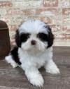 Puppies for sale Poland, Warsaw Shih Tzu