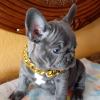 Puppies for sale Greece, Patra French Bulldog