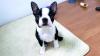 Puppies for sale Greece, Thessaloniki Boston Terrier