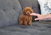 Puppies for sale Germany, Wiesbaden Toy-poodle