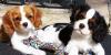 Puppies for sale Germany, Wiesbaden King Charles Spaniel