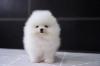 Puppies for sale Sweden, Vesteros Pomeranian Spitz