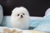 Puppies for sale Estonia, Pya Pomeranian Spitz