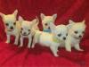Puppies for sale Germany, Wiesbaden Chihuahua