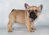 Puppies for sale Denmark, Kopenagen French Bulldog