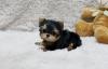 Puppies for sale Cyprus, Nicosia Yorkshire Terrier