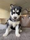 Puppies for sale Netherlands, Eindhoven Haski