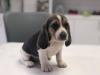 Puppies for sale Netherlands, Rotterdam Beagle