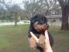 Puppies for sale Netherlands, Eindhoven German Shepherd Dog