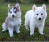 Puppies for sale Germany, Berlin Mixed breed, Pomsky