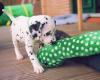 Puppies for sale Germany, Berlin Dalmatian