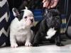 Puppies for sale Germany, Berlin French Bulldog