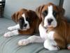 Puppies for sale Cyprus, Limassol Boxer
