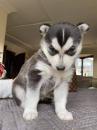 Puppies for sale Netherlands, Utrecht Haski