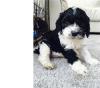 Puppies for sale Canada, Alberta, Calgary , Cavapoo
