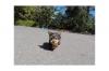 Puppies for sale Malta, Valletta Yorkshire Terrier